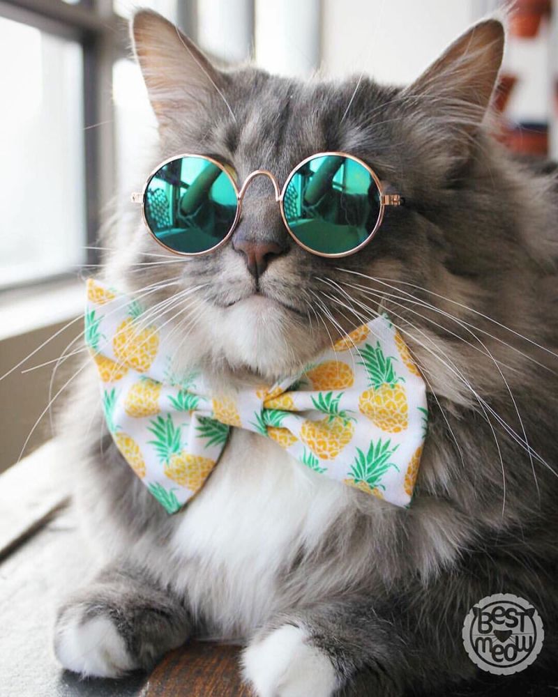 trang phục cho mèo